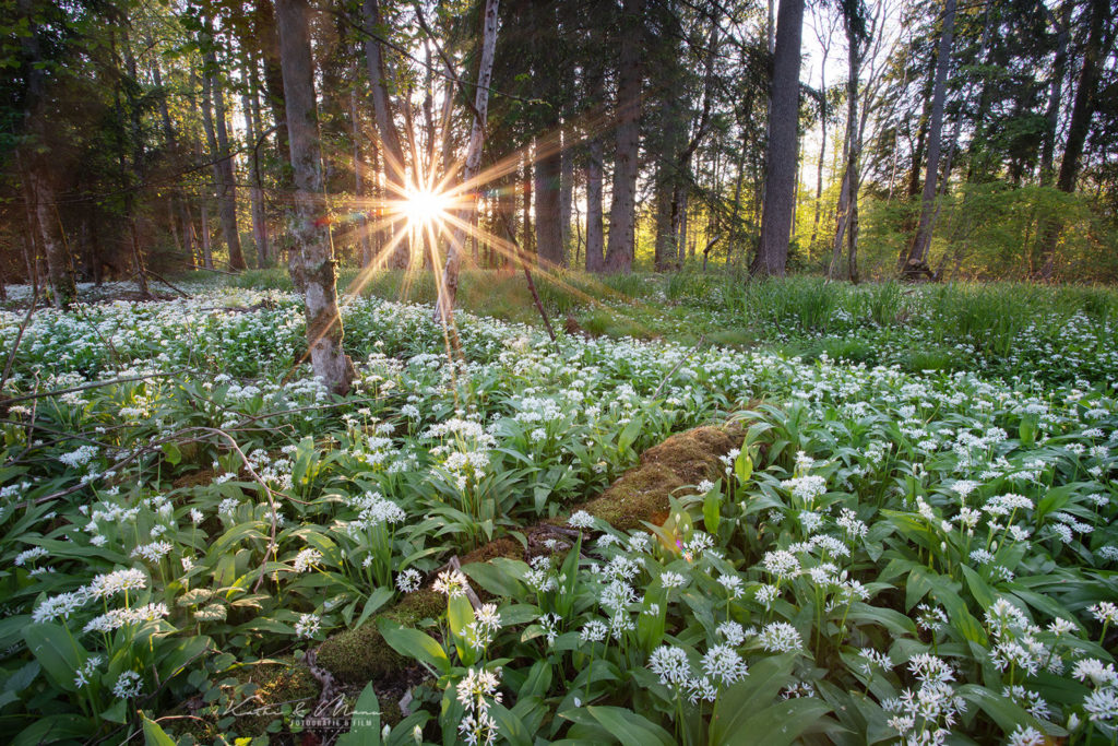 Bärlauchwald