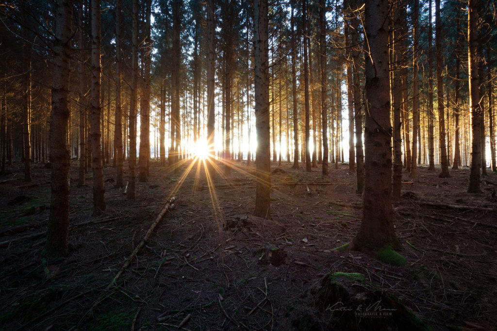 Sonnenstern im Wald
