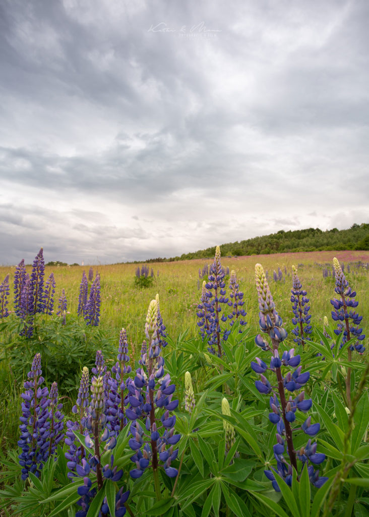 Lupinen Feld