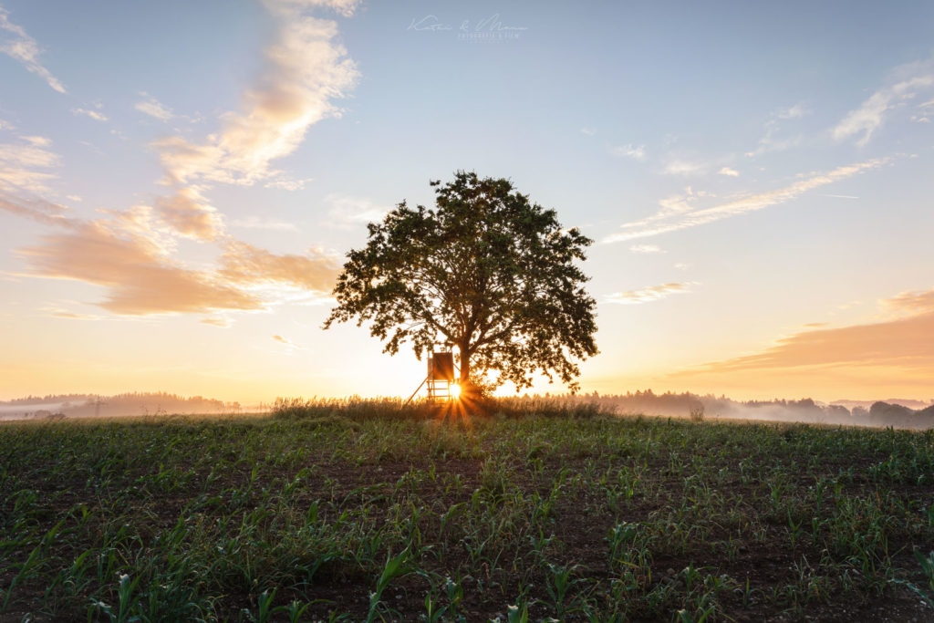 Baum